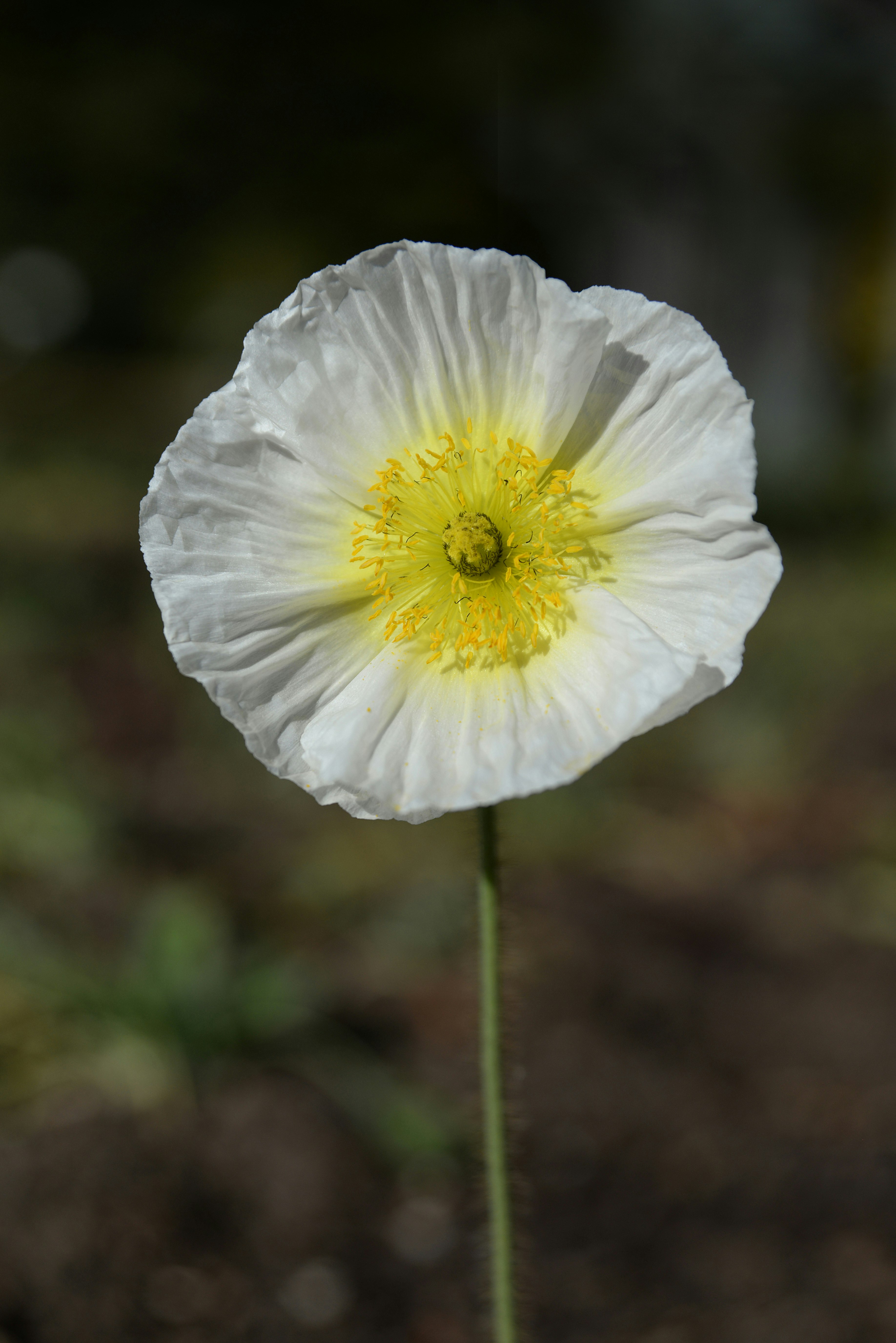 white flower in tilt shift lens